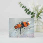 Velvet Ant. Briefkaart (Staand voorkant)