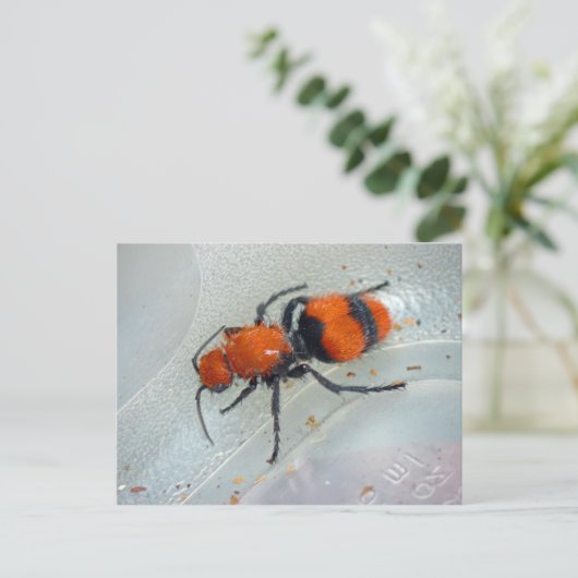 Velvet Ant. Briefkaart (Staand voorkant)