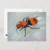 Velvet Ant. Briefkaart (Voorkant / Achterkant)