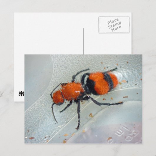 Velvet Ant. Briefkaart (Voorkant / Achterkant)