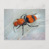 Velvet Ant. Briefkaart (Voorkant)
