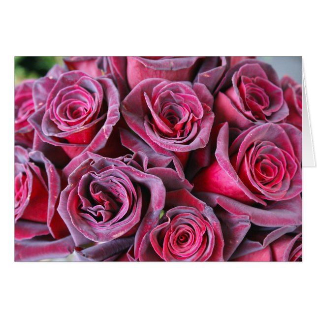 Velvet Beauty (Voorkant Horizontaal)