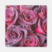 Velvet Beauty Magneet (Voorkant)