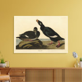 Velvet Duck - van Audubon's Birds of America Canvas Afdruk (Insitu (Woonkamer))