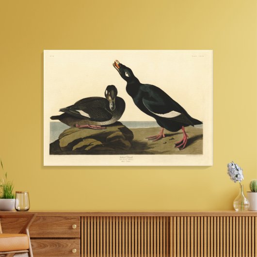 Velvet Duck - van Audubon's Birds of America Canvas Afdruk (Insitu (Woonkamer))
