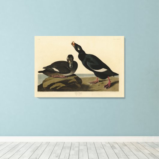 Velvet Duck - van Audubon's Birds of America Canvas Afdruk (Insitu (Houten vloer))