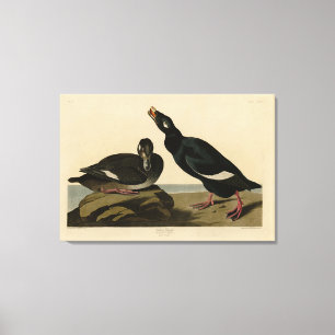 Velvet Duck - van Audubon's Birds of America Canvas Afdruk