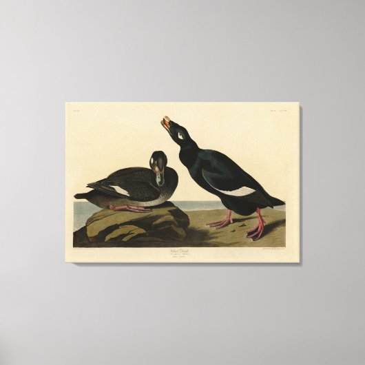 Velvet Duck - van Audubon's Birds of America Canvas Afdruk (Voorkant)