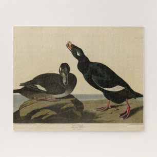 Velvet Duck - van Audubon's Birds of America Legpuzzel