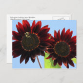 Velvet Queen Sunflower Briefkaart (Voorkant / Achterkant)
