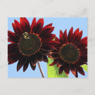 Velvet Queen Sunflower Briefkaart