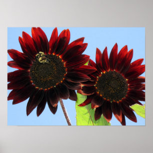 Velvet Queen Sunflower Poster