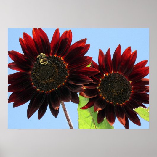 Velvet Queen Sunflower Poster (Voorkant)