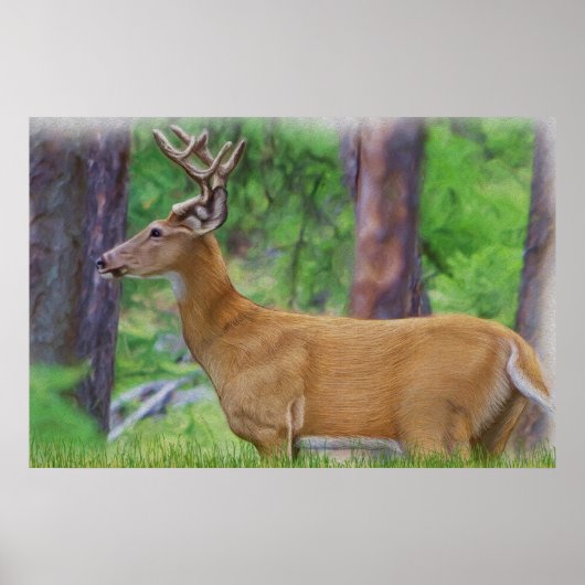 Velvet Whitetail Deer Buck Poster (Voorkant)