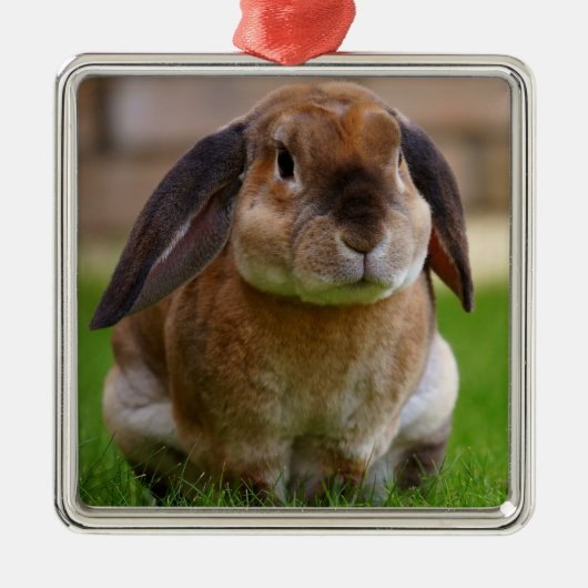 Velveteen Lop Bunny Rabbit Metalen Ornament (Voorkant)