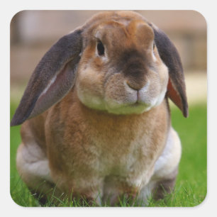 Velveteen Lop Bunny Rabbit Vierkante Sticker