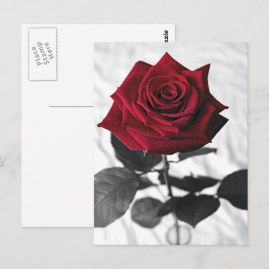 VelvetRose Briefkaart (Voorkant / Achterkant)