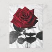 VelvetRose Briefkaart (Voorkant)