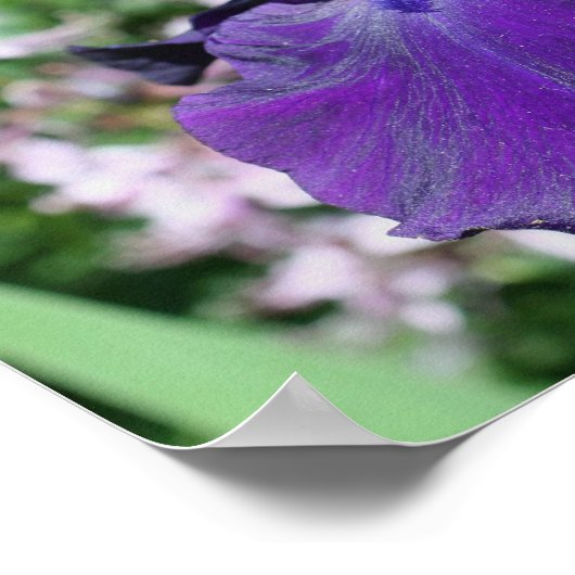Velvety Paars Bearded Iris Flower Poster (Hoek)