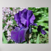 Velvety Paars Bearded Iris Flower Poster (Voorkant)