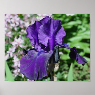 Velvety Paars Bearded Iris Flower Poster