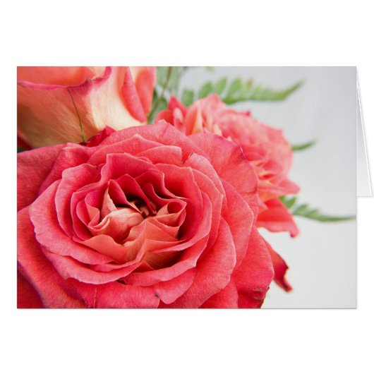 Velvety Pink Roses (Voorkant Horizontaal)
