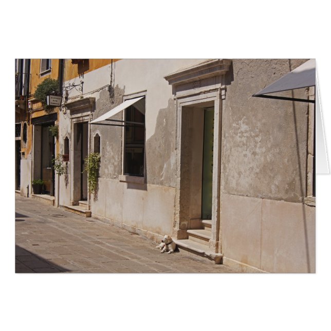 Venetian Dog (Voorkant Horizontaal)