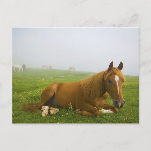 veneto italië 2 briefkaart (Voorkant)