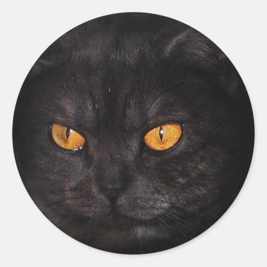 Venezia Cat sticker (Voorkant)