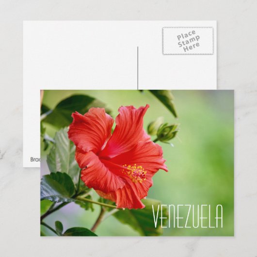 Venezolaanse hibiscus briefkaart (Voorkant / Achterkant)