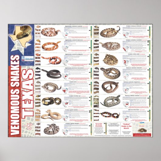 Venomeuze slangen van Texas Poser door NNTRC Poster (Voorkant)