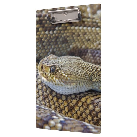 Venomous Rattle Snake Klembord (Links)