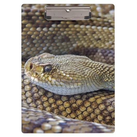Venomous Rattle Snake Klembord (Voorkant)