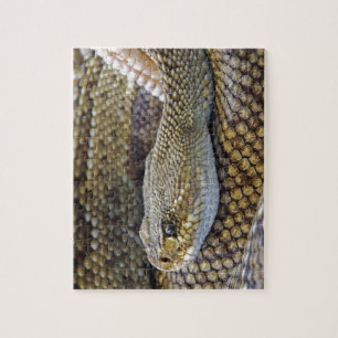 Venomous Rattle Snake Legpuzzel