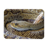 Venomous Rattle Snake Magneet (Horizontaal)