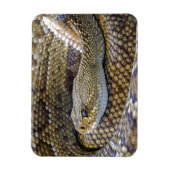 Venomous Rattle Snake Magneet (Verticaal)