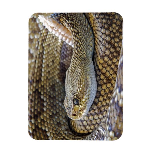 Venomous Rattle Snake Magneet (Verticaal)