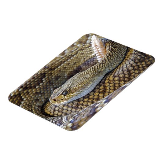 Venomous Rattle Snake Magneet (Linkerzijde)