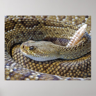 Venomous Rattle Snake Poster