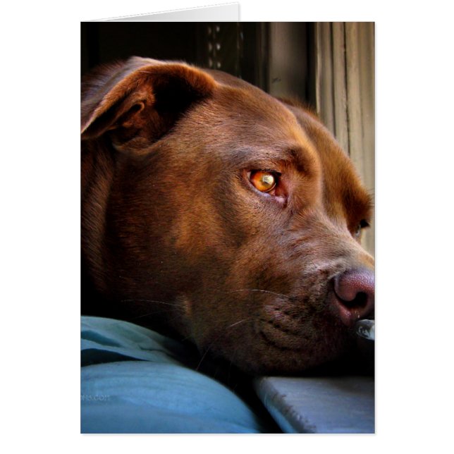 Venster Chocolade Lab Pit Puppy (Voorkant)