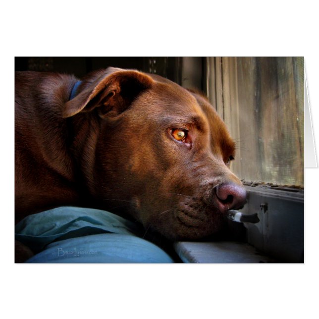 Venster Chocolade Lab Pit Puppy (Voorkant Horizontaal)