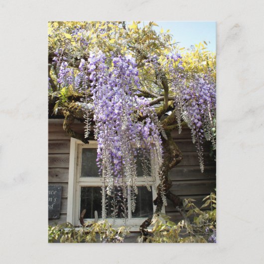 Venster Wisteria - Wisteria Flowers Hidcote Briefkaart (Voorkant)