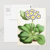 ventilator "Auricula John Waterston" Briefkaart (Voorkant / Achterkant)