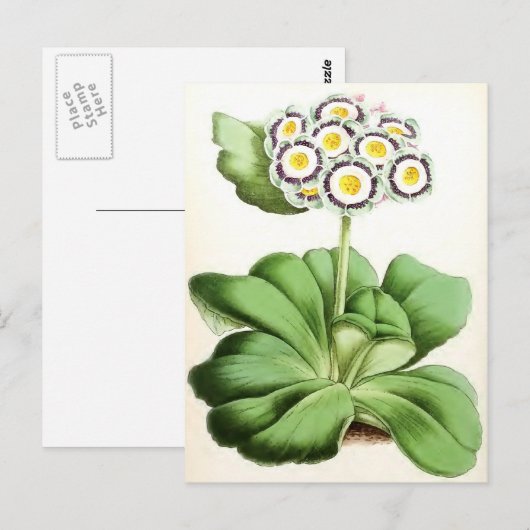 ventilator "Auricula John Waterston" Briefkaart (Voorkant / Achterkant)