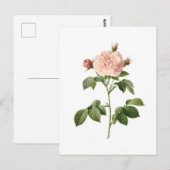 ventilator, roze roze roze roze door het Briefkaa Briefkaart (Voorkant / Achterkant)