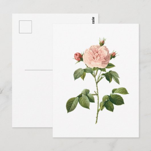 ventilator, roze roze roze roze door het Briefkaa Briefkaart (Voorkant / Achterkant)