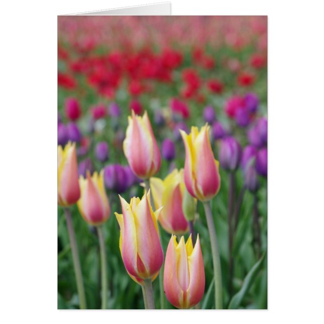 Ventilatoren (Voorkant)