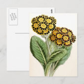   ventilatorillustratie "Polyanthus" Briefkaart (Voorkant / Achterkant)