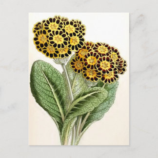 ventilatorillustratie "Polyanthus" Briefkaart