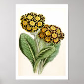 ventilatorillustratie "Polyanthus" Poster (Voorkant)